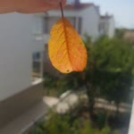 Özge