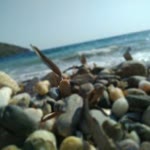 Yasemin