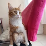 Venhar