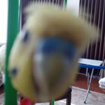 Batu