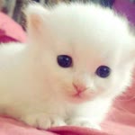 Fatma