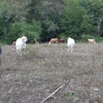 Berat
