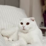 Arzu