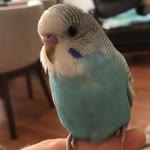 Kamil