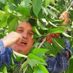 Gazanfer