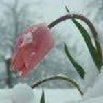 Enine