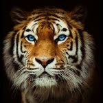 Ferhat
