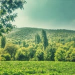 Seda