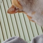 Rana
