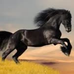 Suat