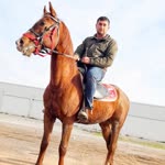 Ali
