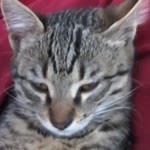 Oski