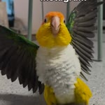 Yaman