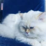 Deniz