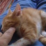 İshak