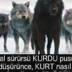 Oyun