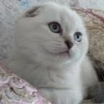 Betül