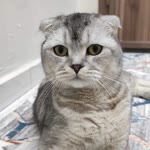 Gürcan
