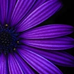 Beyza