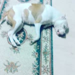 Ali