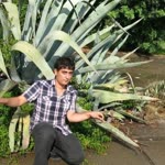 Aram