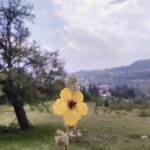 Harun