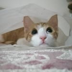 Zeynep