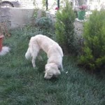 Onur