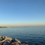 Gül