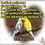 Hasan