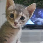 Cihan