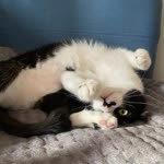 Betül
