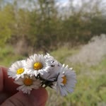 Esma