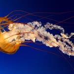 Necati