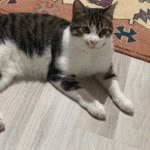 Sevgül