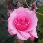 Muhammed
