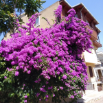 Ezgi