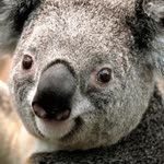 Kevser