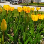 Busenur