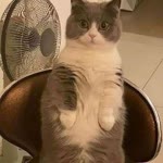 Ali