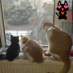 Şebnem