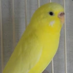 Ceren