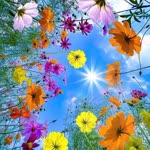 Arzu