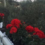 Sibel
