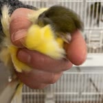 Erhan