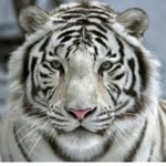 Tufan