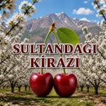Arif