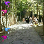 Şükran