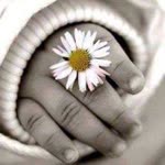 Didem