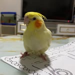Sadegül